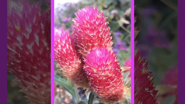 #GLOBE#AMARANTH#GOMPHRENA GLOBOSA FROM FROM USA#गोलाकार#ऐमैरैन्थ का#फूल #अमेरिका से।