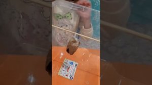 Куколка павлиноглазки Атлас Атакус   Познавательное видео для детей