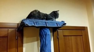 Лазилка для котов и кошек своими руками из подручных средств.