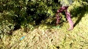 Газонокосилка "Интерскол" с двигателем и редуктором от "болгарки.