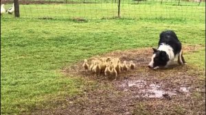 Border collie herding ducklings!