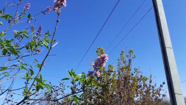 Октябрь. В Приморье снова зацвела сирень. смотреть онлайн