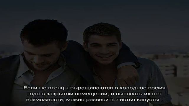 Утки друг друга щипают. Дети дерутся. Расклев у взрослых гусей. Каннибализм у уток мулардов. Щипают друг друга.