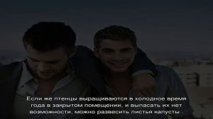 Гусята щипают друг друга: почему и что делать?