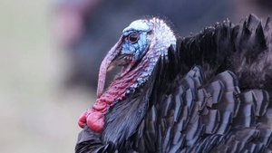 Американский индюк
