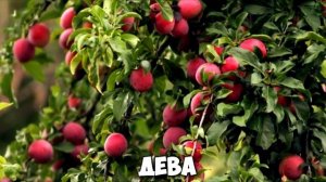 КАКОЕ ВЫ ДЕРЕВО ПО ЗНАКУ ЗОДИАКА