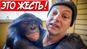 ЖЕСТЬ! РЕАЛЬНАЯ ТРЕНИРОВКА ОБЕЗЬЯНЫ ШИМПАНЗЕ! Такие методы возможны только в РОССИИ