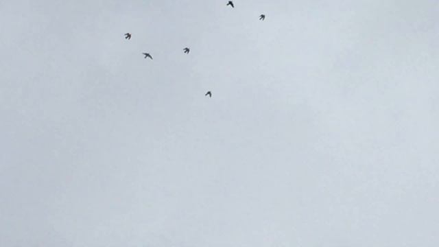 ВЫСШИЙ ПИЛОТАЖ ПИШАЛОК!!!Каким надо быть,чтобы под таким роликом не ставит класс??? смотреть онлайн