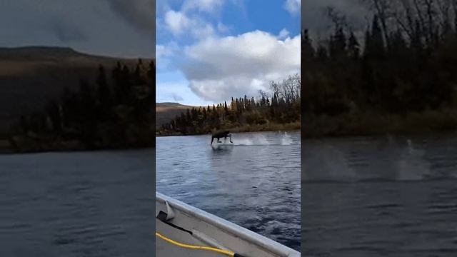 "святой олень" мчит по воде..