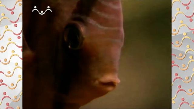 Шишкин Лес. География. Амазонка смотреть онлайн