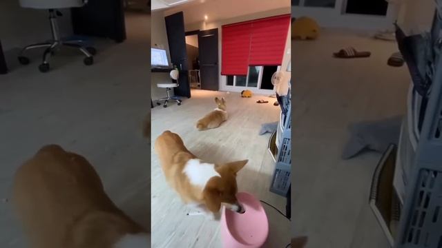 смешные животные смотреть онлайн