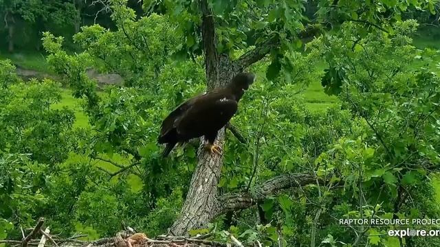 6/13/2020 DN12 Off To The Wild Blue Yonder. смотреть онлайн