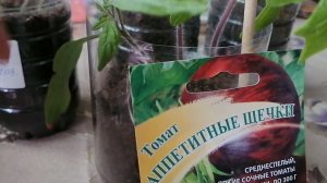 Обзор семян и рассады томата "Аппетитные щечки" от агрофирмы Гавриш