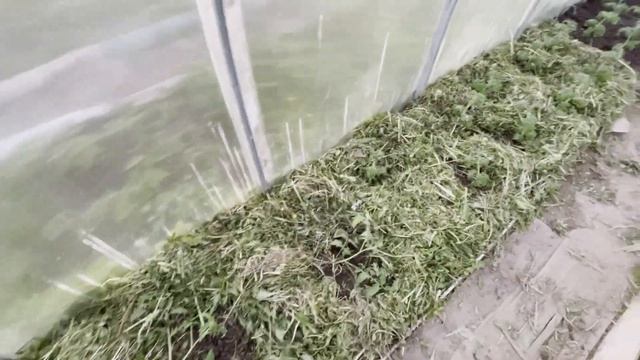 ПРОГНАЛИ МУРАВЬЕВ. Посадка арбузов в теплице. Мульчирование - наш метод.