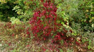 Вот и осень на дворе...