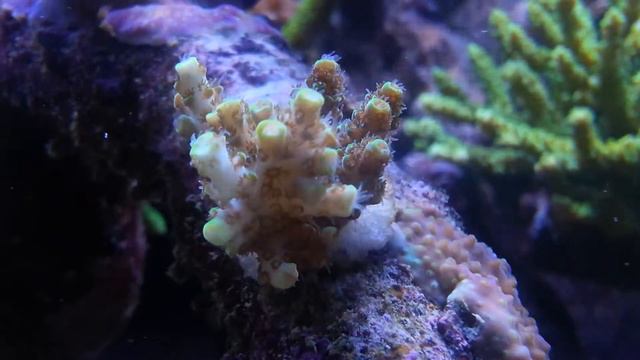 Acropora hyacinthus смотреть онлайн