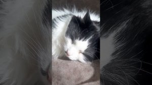 ЧЕМ КОРМЛЮ СИБИРСКОГО КОТА И МЕЙН КУНА ????МЕСЯЦ В КВАРТИРЕ С 2 КОТАМИ ?#animal #cat #mainecoon