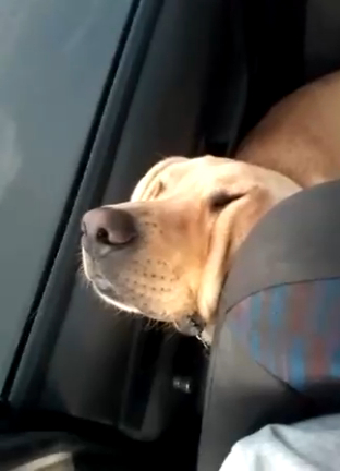 Собаки уснули в машине