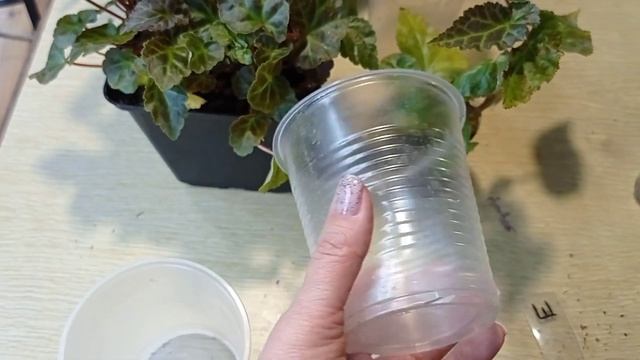 Шардоне. Обзор, укоренение бегонии шардоне. 27.12.2022. смотреть онлайн