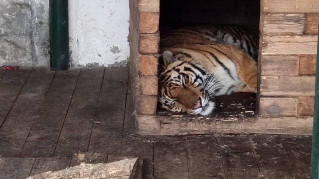 Полосатый сон-час???❤ смотреть онлайн