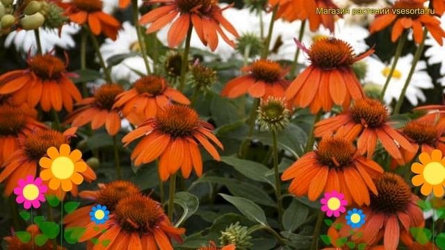 Эхинацея пурпурная. Краткий обзор, описание характеристик Echinacea Purpurea Sombrero Adobe Orange