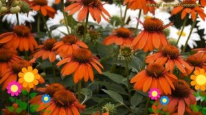 Эхинацея пурпурная. Краткий обзор, описание характеристик echinacea purpurea Sombrero Adobe Orange