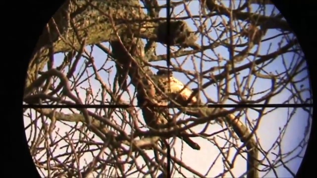 Hatsan at44-10 PCP пневматика. Охота на голубей. смотреть онлайн