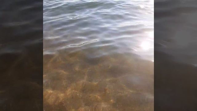 Бердянск,медузы их наличие на плЖе санатория "Бердянск" на сегодня 01.09.2021! смотреть онлайн