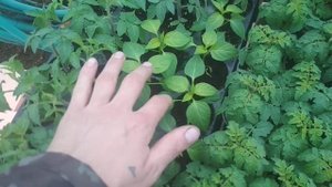 Желтеют листья перца ?  Решение есть !