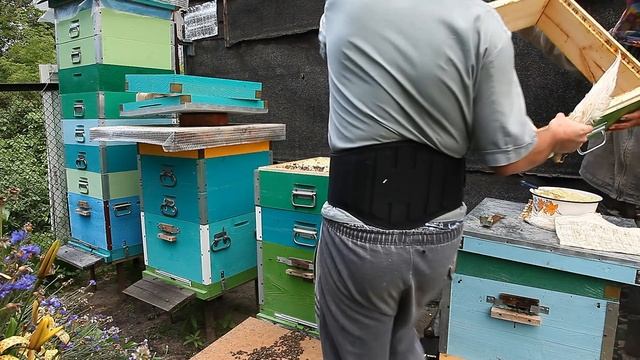 Медосбор 2017. Больше 200 кг мёда за сезон с зимовалой семьи. Отбор мёда. Карника F1 Южный Урал смотреть онлайн