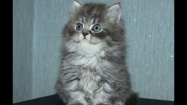 Шотландские вислоухие и прямоухие котята
