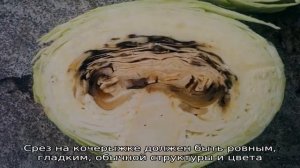Почему капуста внутри чернеет