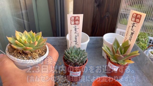【多肉植物】🪙3苗で480円❗️ ホムセン多肉のお迎えと狩りのポイント смотреть онлайн