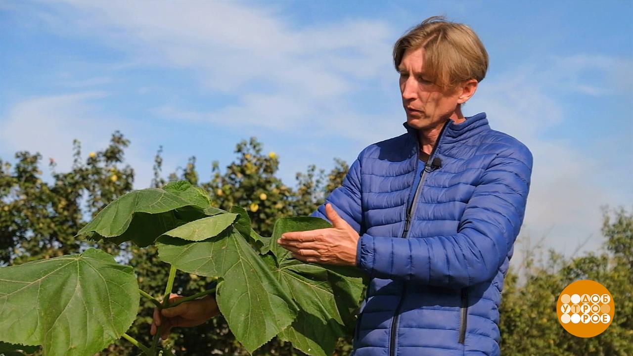 Что посадить на даче осенью. Доброе утро. Суббота. Фрагмент выпуска от 22.10.2022