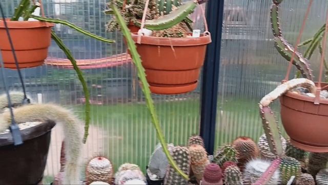 Спонсорство на Ютубе.Суперспасибо.Цветущие литопсы.Кактусы. смотреть онлайн