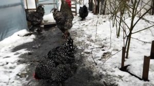 НАКОНЕЦ-ТО МЫ К НИМ ПОПАЛИ! КУРЫ РАЗНЫХ ПОРОД! ОБЗОР ХОЗЯЙСТВА. КРАСНЫЕ ЯЙЦА. СУПЕР КУРЫ!