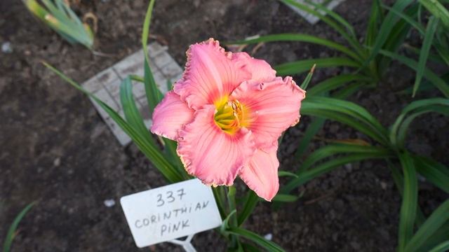 Лилейник CORINTHIAN PINK смотреть онлайн