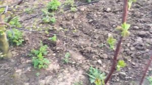 БИЗНЕС НА МАЛИНЕ НА 10 СОТКАХ || КАПЕЛЬНЫЙ ПОЛИВ СВОИМИ РУКАМИ #малина #выращивание #посадка