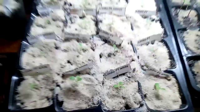 Садим петунию смотреть онлайн