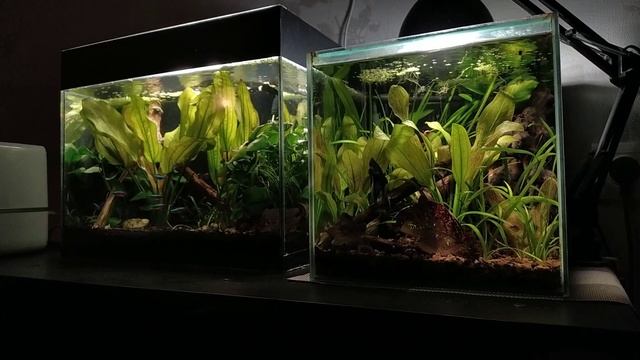 Что произошло с листьями дуба. Аквариум на 35 и 20 литров. смотреть онлайн