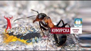 КУМУРСКА/ Турмуштук тамсил / АУДИОКИТЕП