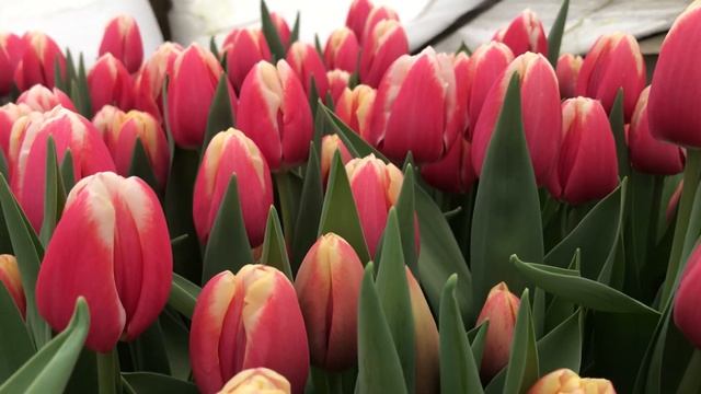 Выгонка тюльпанов. сорт Lech Walesa. смотреть онлайн