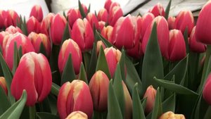 Выгонка тюльпанов. сорт Lech Walesa.