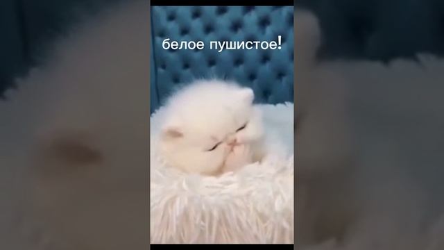 белое пушистое! смотреть онлайн