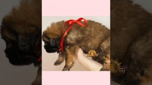 TIBETAN MASTIFF BABIES | Малыши тибетского мастифа CHINESE & MONGOLIAN BLOODLINES #тибетскиймастиф