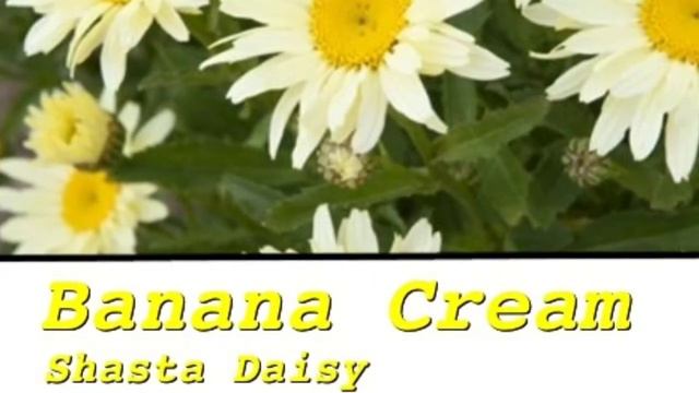 Proven Winner new offerings for 2012 смотреть онлайн