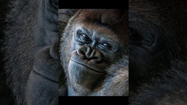 пазалуста поставь лай я очень старался патрати 35 минут за это видело и падпишись