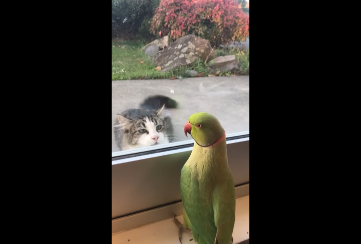 Попугай играет в прятки с котом