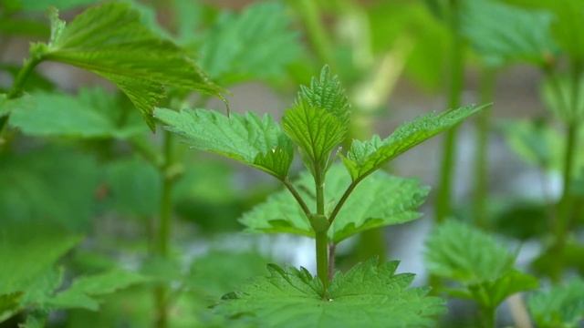 ЛОПУХ, ПАПОРОТНИК, ЧЕРЕМША! Собираем и готовим сахалинские дикоросы! смотреть онлайн