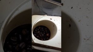 Обжарка кофейных зерен в машинке для попкорна